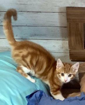 Enlarge Apollo, a Adoptable mixed breed in Alvin, TX image 2/3