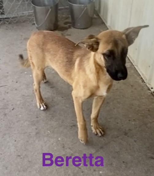 Enlarge Beretta, an adopted Mixed Breed in Pomeroy, OH image 4/5