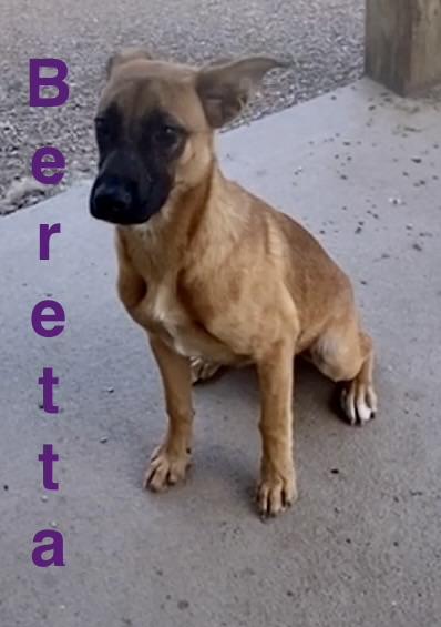 Enlarge Beretta, an adopted Mixed Breed in Pomeroy, OH image 2/5