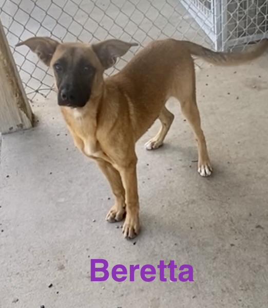 Enlarge Beretta, an adopted Mixed Breed in Pomeroy, OH image 3/5