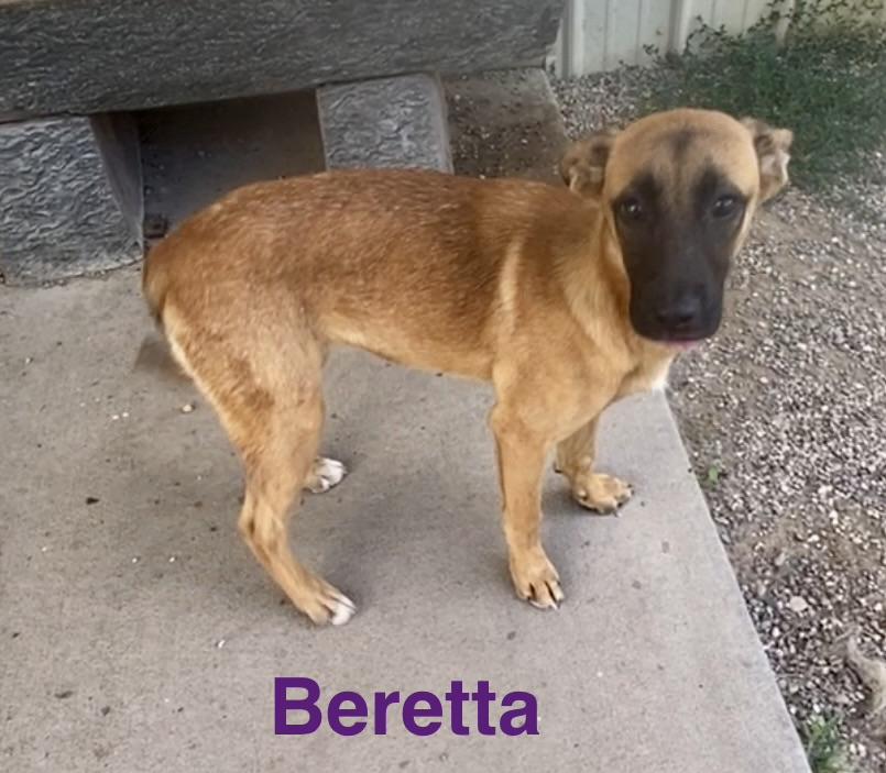 Enlarge Beretta, an adopted Mixed Breed in Pomeroy, OH image 5/5