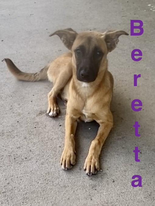 Beretta, adopted, Puppy Female Mixed Breed.