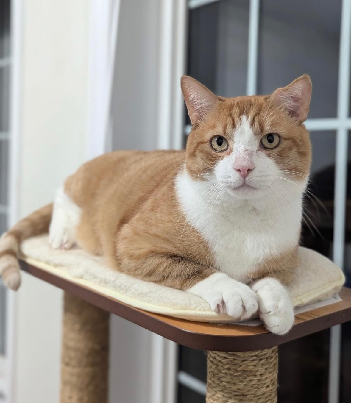 Scarface, a Adoptable Domestic Short Hair in Mississauga, ON image 3/6