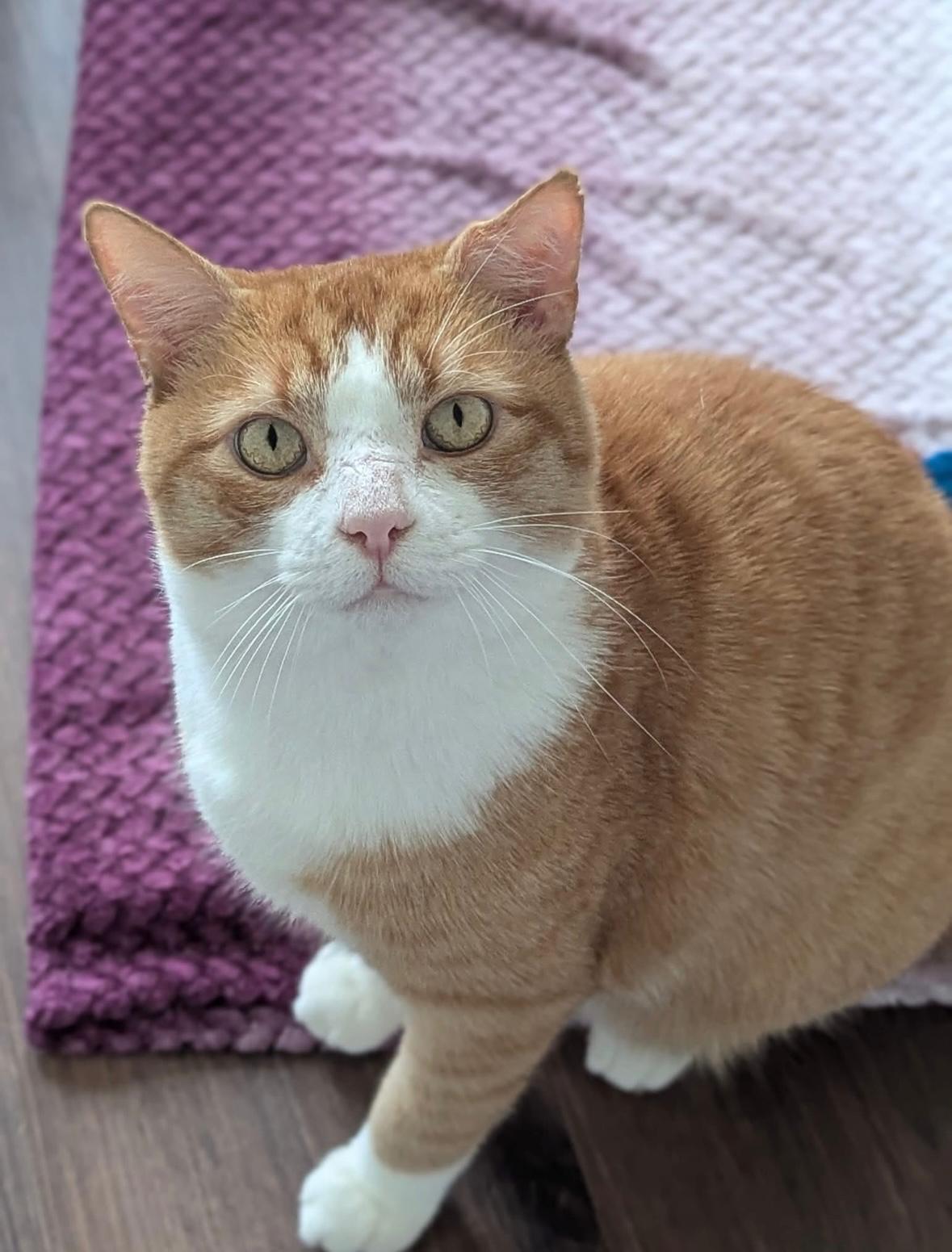 Scarface, a Adoptable Domestic Short Hair in Mississauga, ON image 6/6