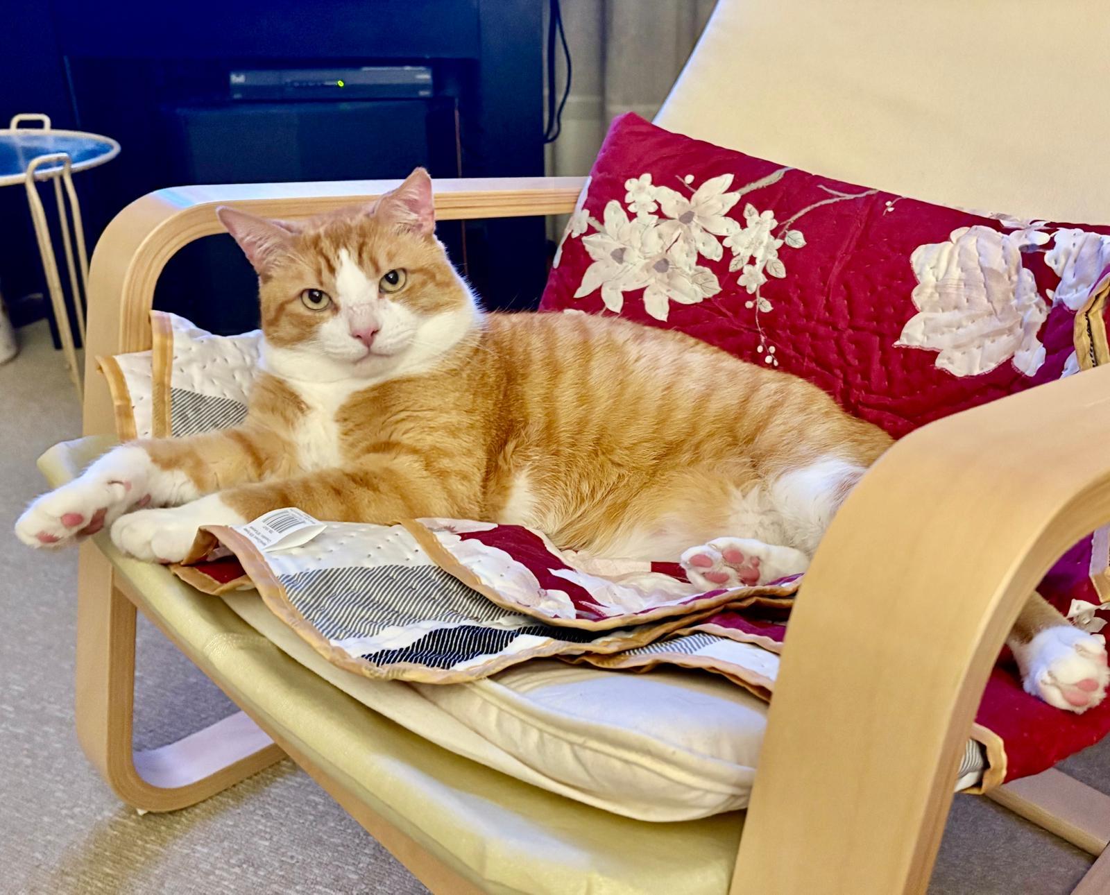 Scarface, a Adoptable Domestic Short Hair in Mississauga, ON image 2/6