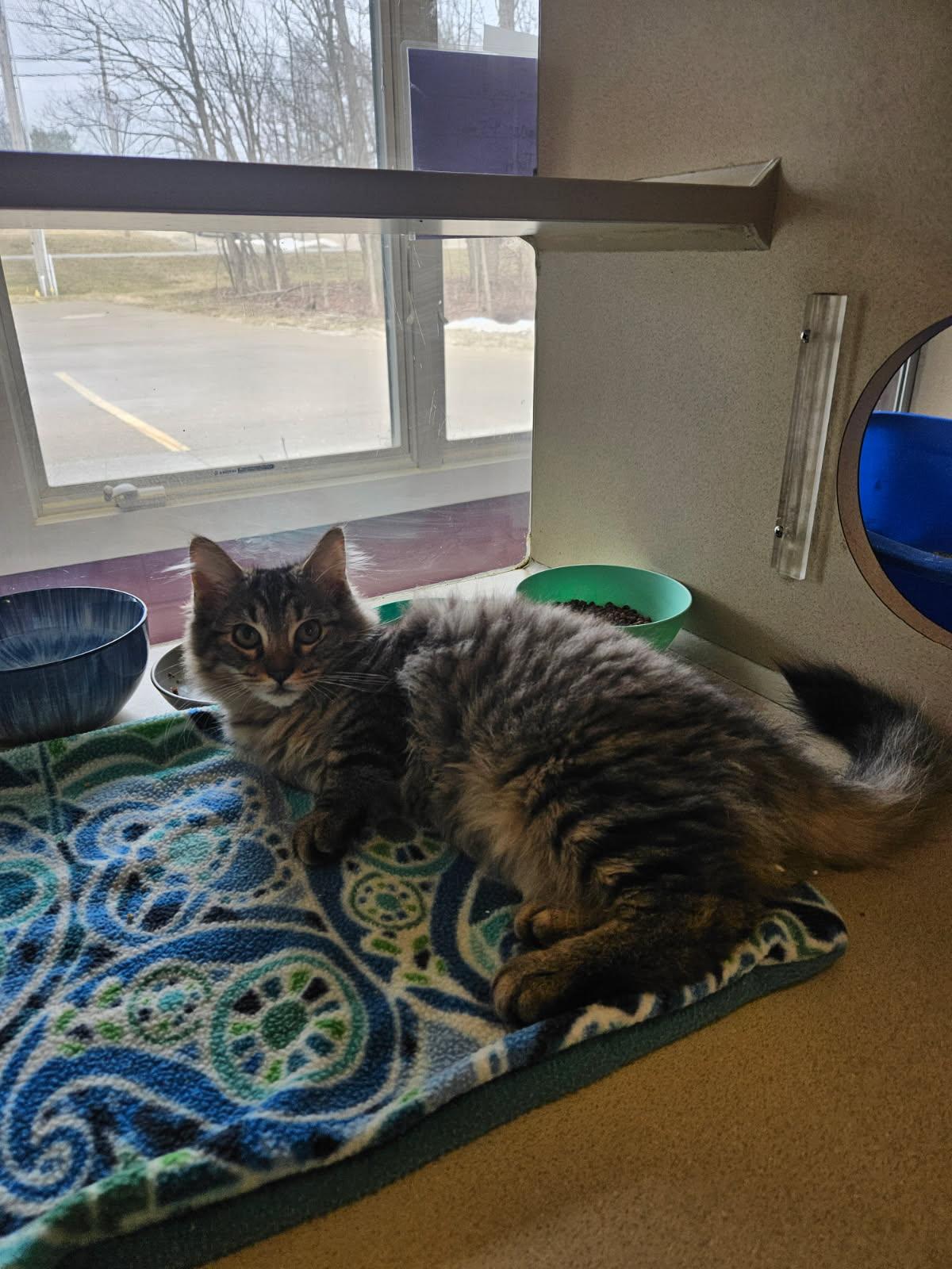 Enlarge Ramen, a ADOPTABLE Domestic Long Hair in Mansfield, OH image 1/1