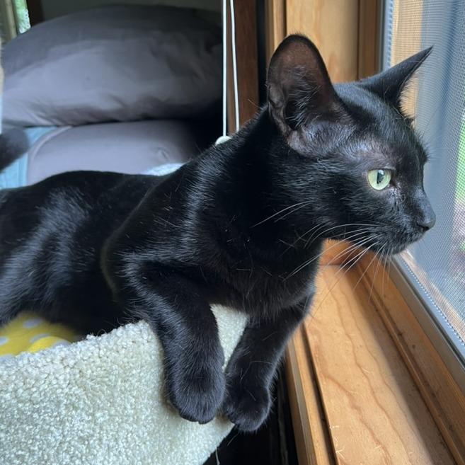 Midnight, Adoptable, Young Female Domestic Short Hair.