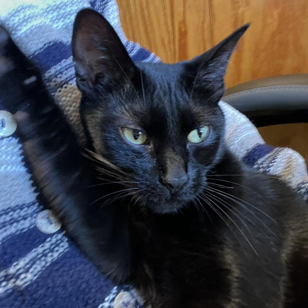 Midnight, a Adoptable Domestic Short Hair in Traverse City, MI image 1/6