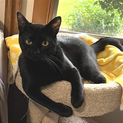 Midnight, a Adoptable Domestic Short Hair in Traverse City, MI image 2/6