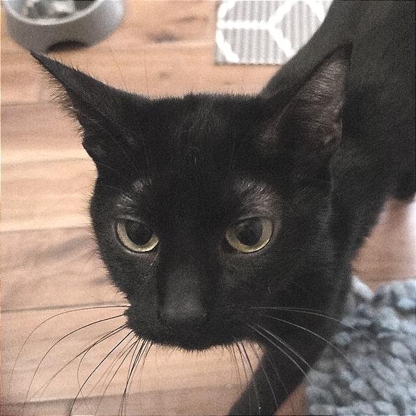 Midnight, a Adoptable Domestic Short Hair in Traverse City, MI image 3/6