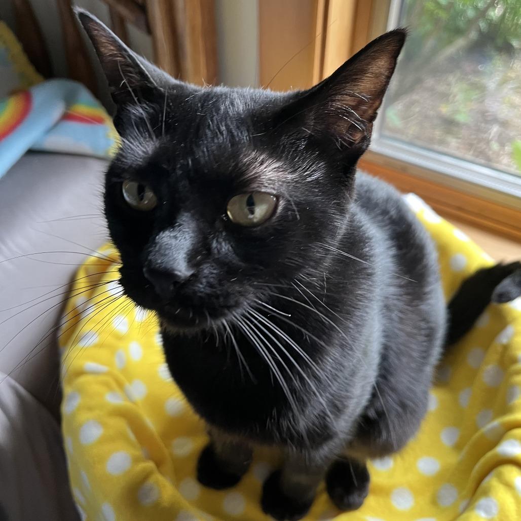 Midnight, a Adoptable Domestic Short Hair in Traverse City, MI image 4/6