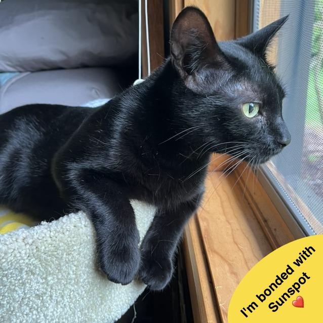 Midnight, a Adoptable Domestic Short Hair in Traverse City, MI image 5/6