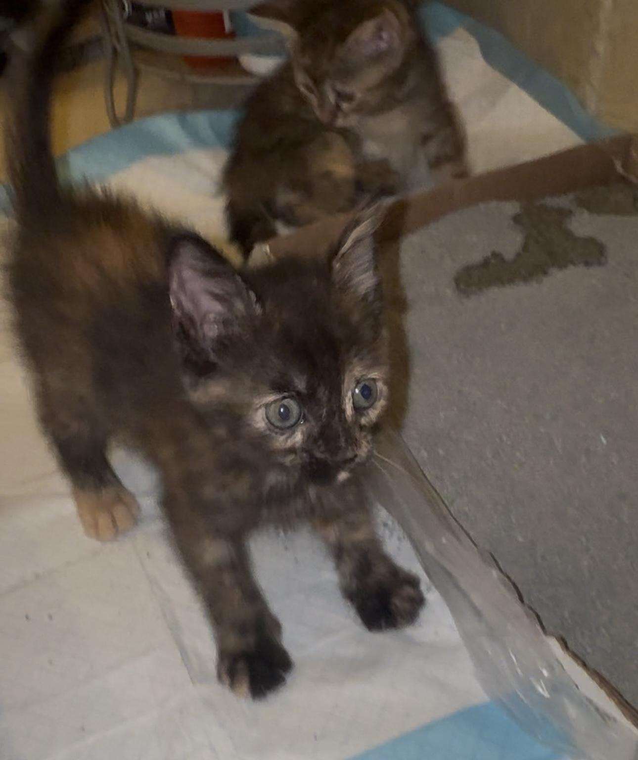 Saturn, a Adoptable Tortoiseshell in Palm City, FL image 1/4