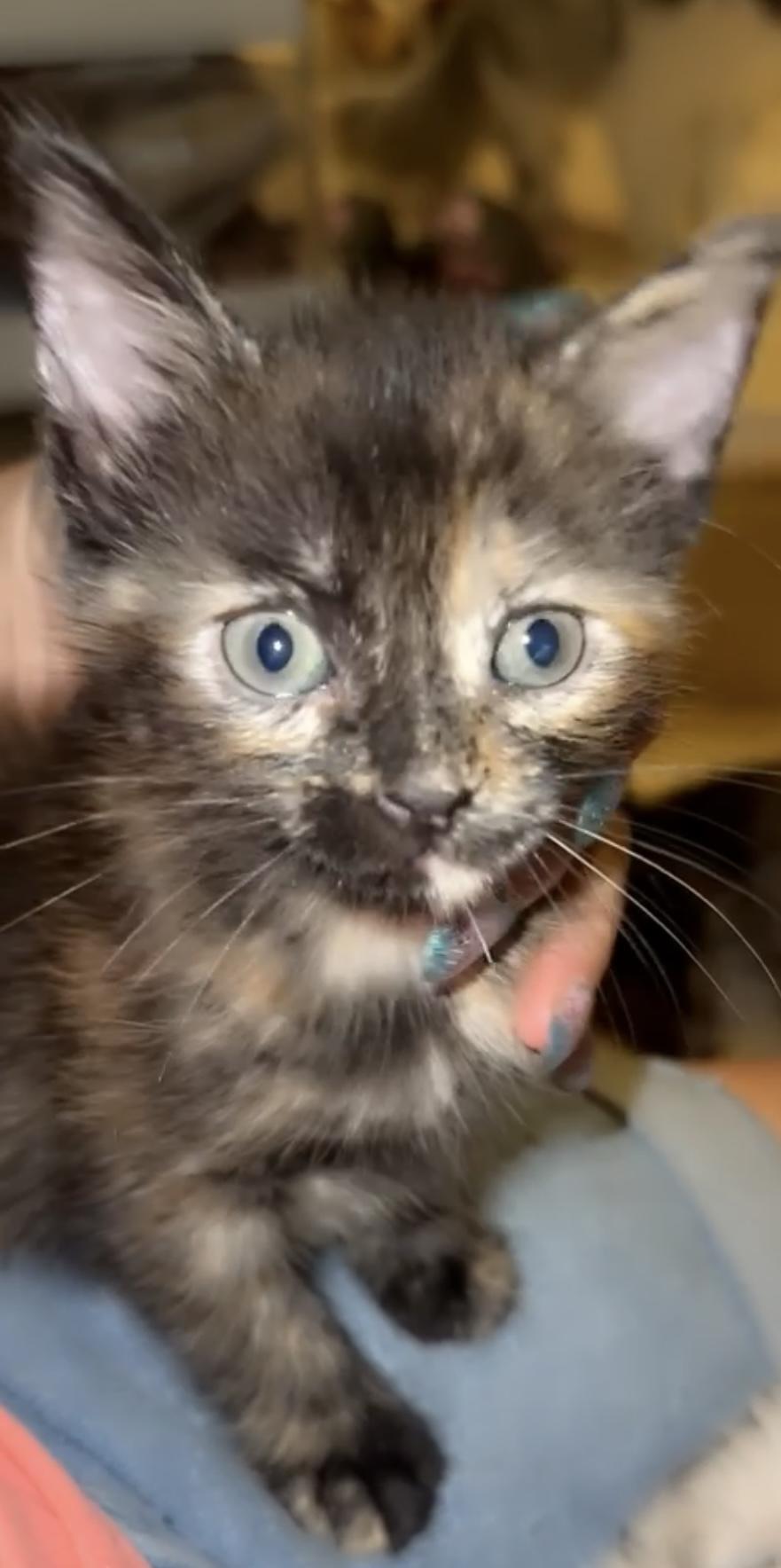 Saturn, a Adoptable Tortoiseshell in Palm City, FL image 2/4