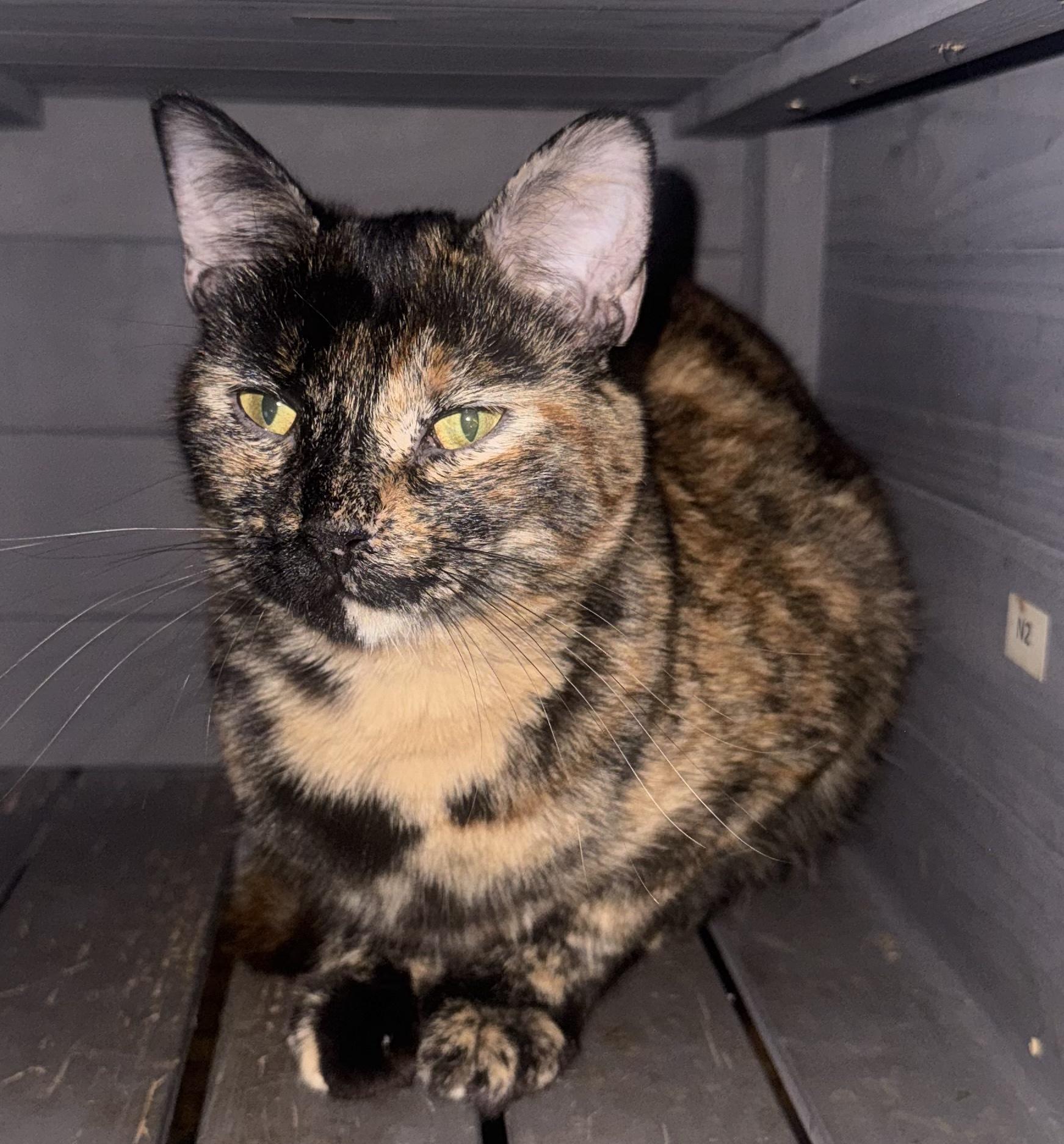 Enlarge Saturn, a Adoptable Tortoiseshell in Palm City, FL image 2/4