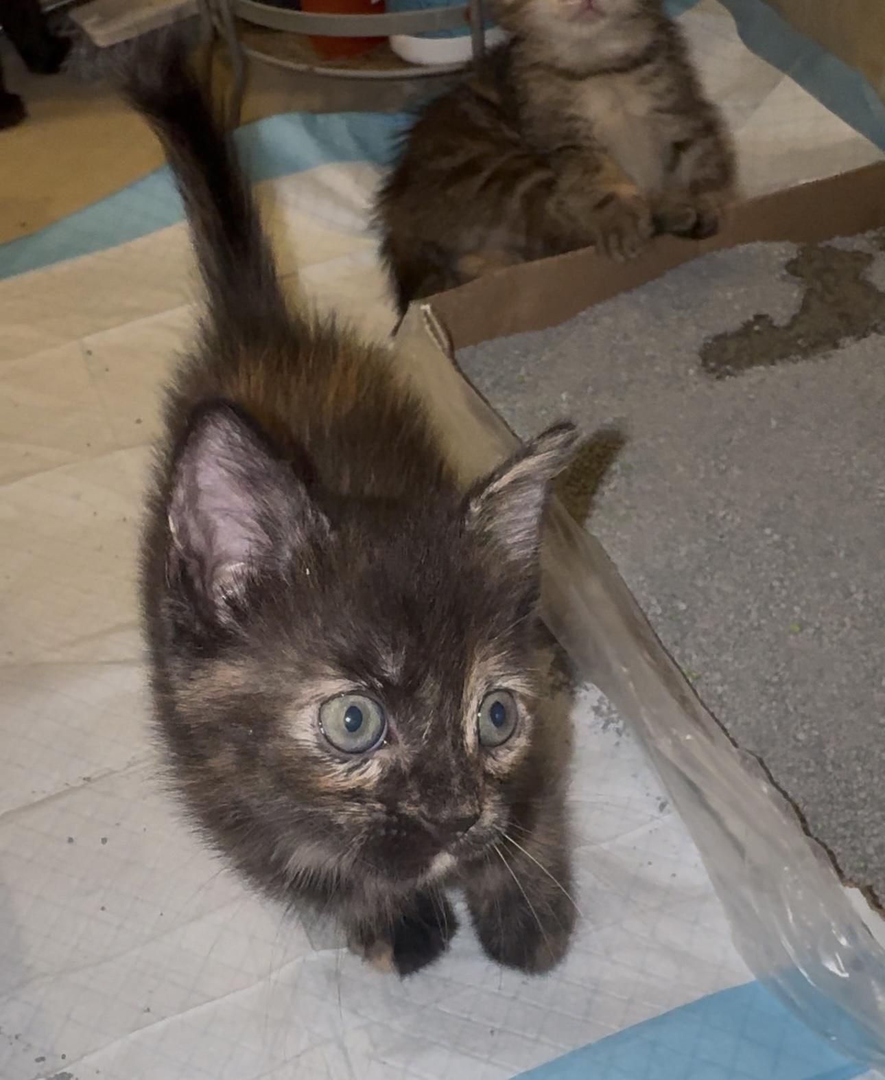 Saturn, a Adoptable Tortoiseshell in Palm City, FL image 3/4