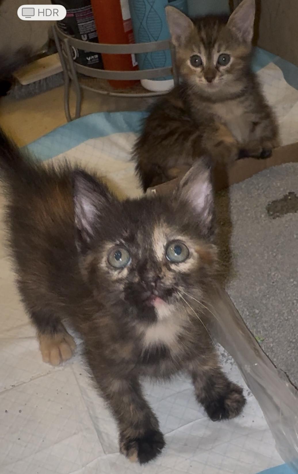 Saturn, a Adoptable Tortoiseshell in Palm City, FL image 4/4