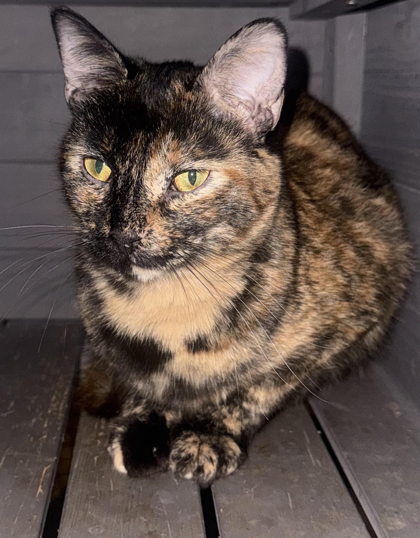 Enlarge Saturn, a Adoptable Tortoiseshell in Palm City, FL image 1/4