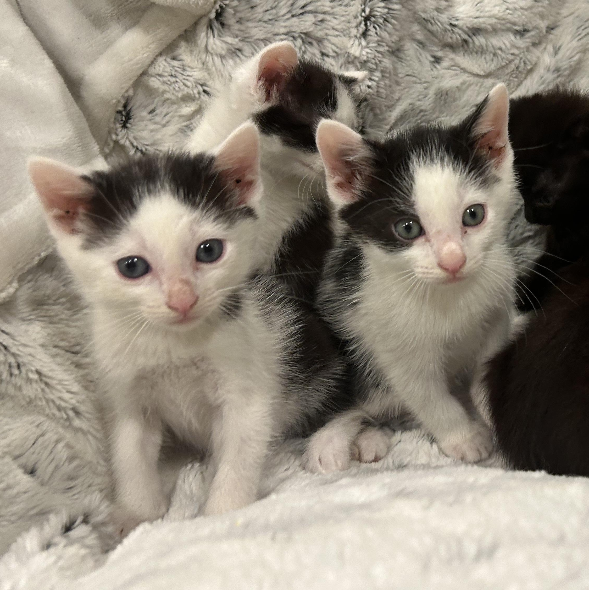 Babette, a ADOPTABLE American Shorthair in Lilburn, GA image 4/4