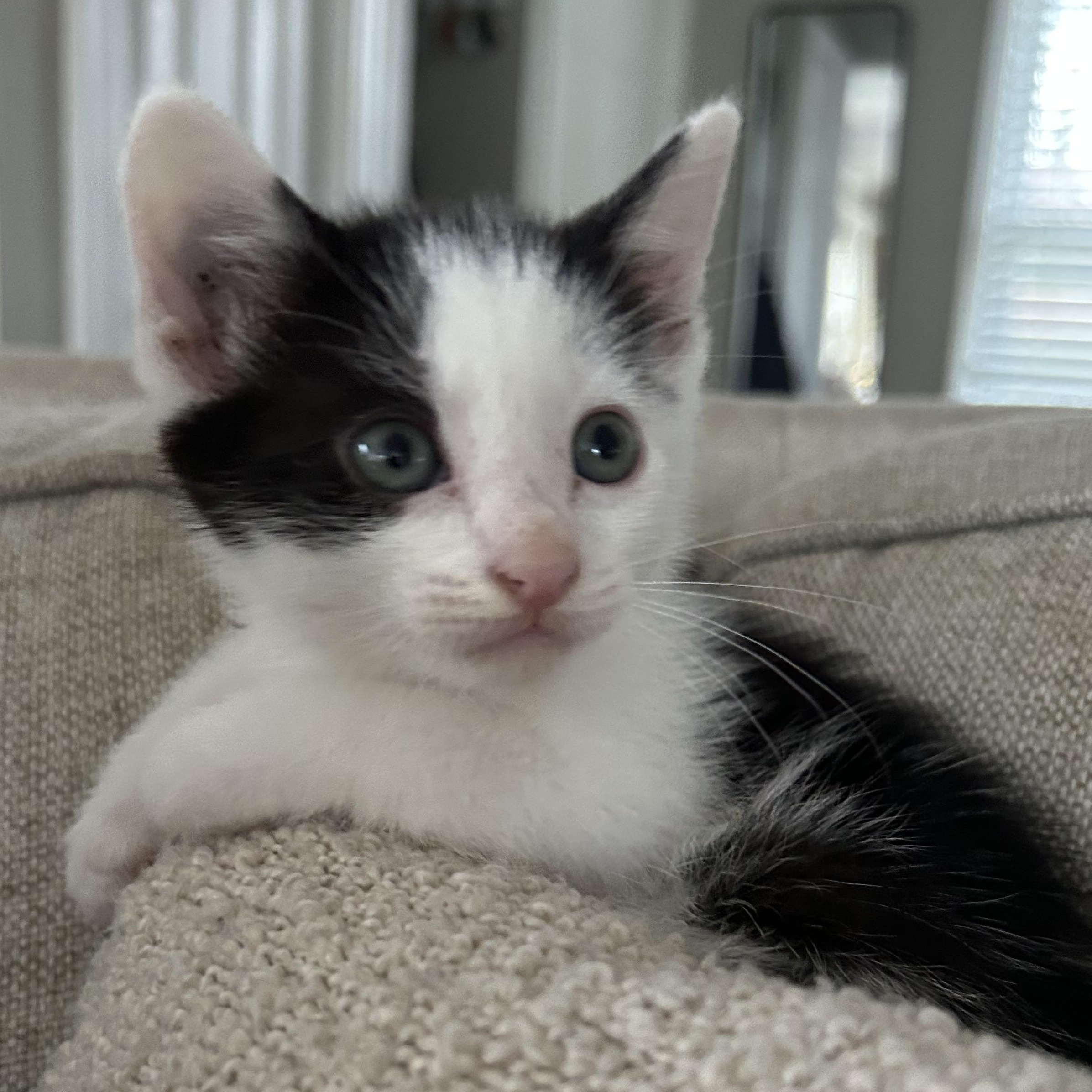 Babette, ADOPTABLE, Kitten Female American Shorthair.