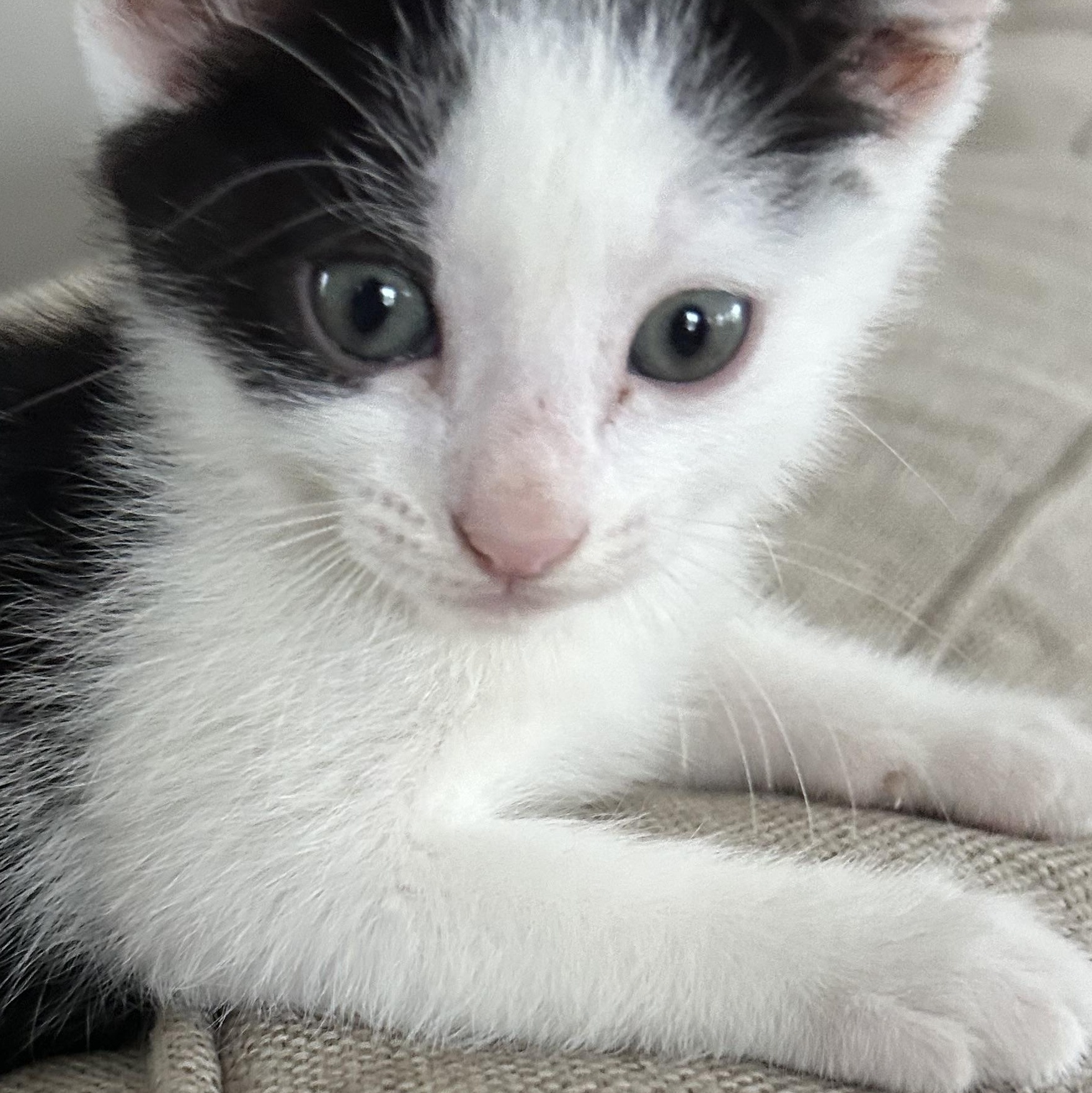 Babette, a ADOPTABLE American Shorthair in Lilburn, GA image 2/4
