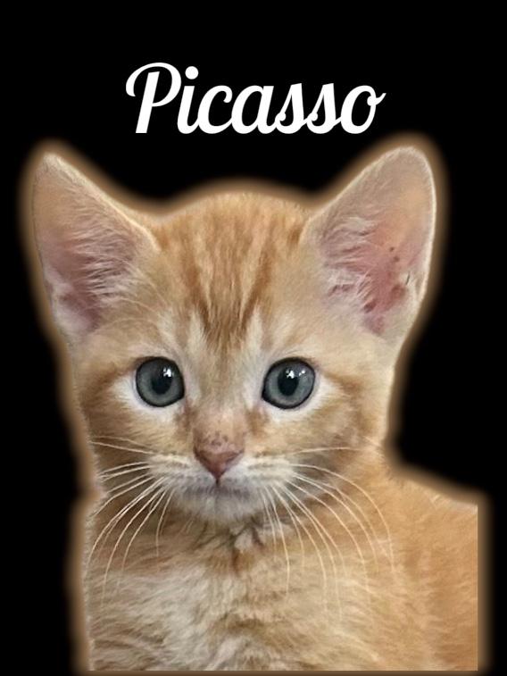 Picasso, ADOPTABLE, Kitten Male Domestic Short Hair.