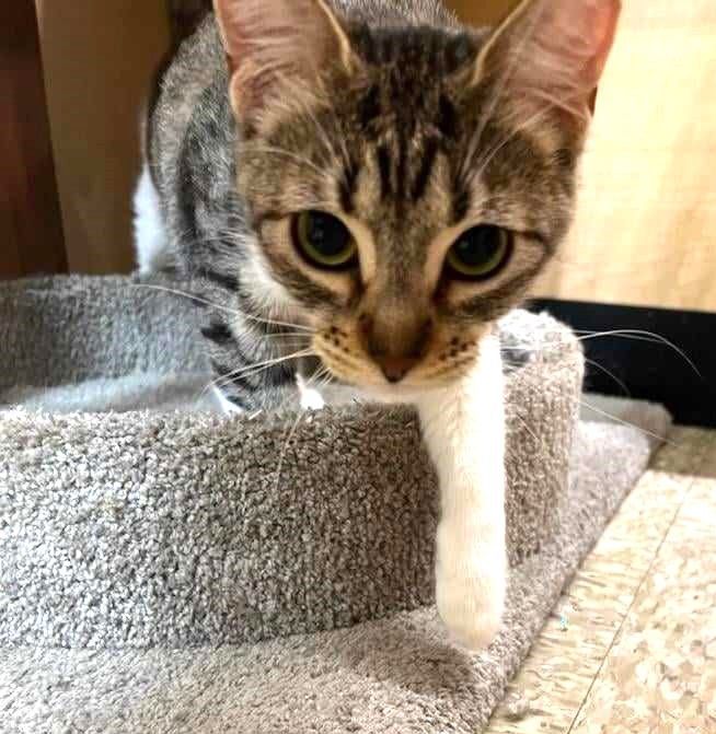 Enlarge ROSITA BUSTILLOS, a Adoptable mixed breed in HEMET, CA image 1/6