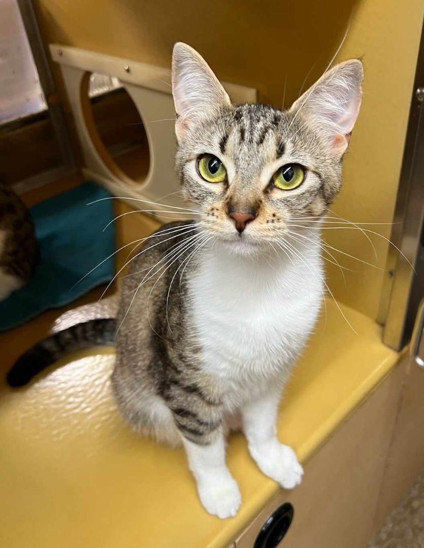 Enlarge ROSITA BUSTILLOS, a Adoptable mixed breed in HEMET, CA image 2/6