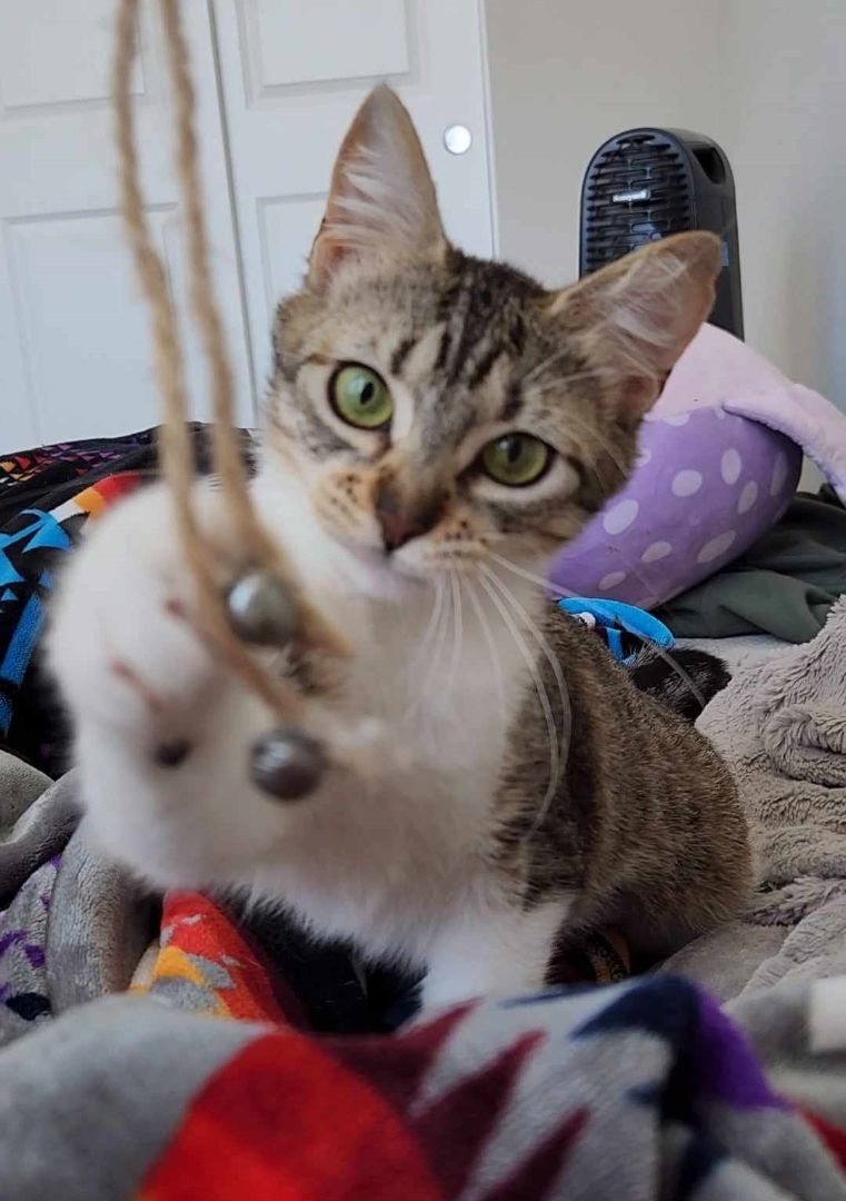 Enlarge ROSITA BUSTILLOS, a Adoptable mixed breed in HEMET, CA image 3/6