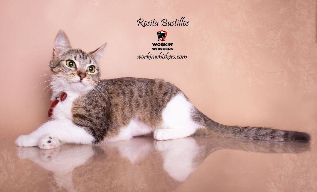 Enlarge ROSITA BUSTILLOS, a Adoptable mixed breed in HEMET, CA image 4/6