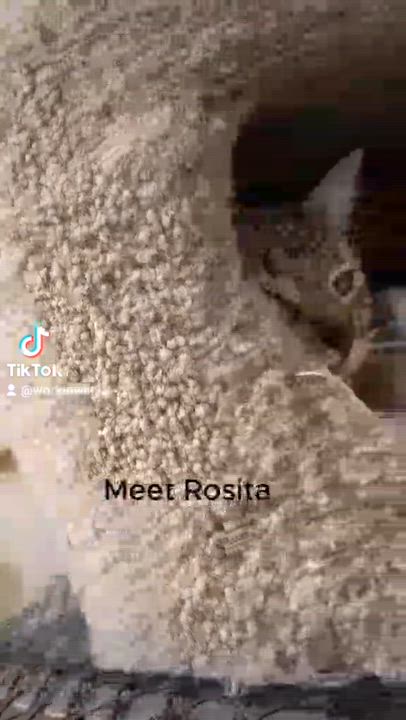 Enlarge ROSITA BUSTILLOS, a Adoptable mixed breed in HEMET, CA video 6/6