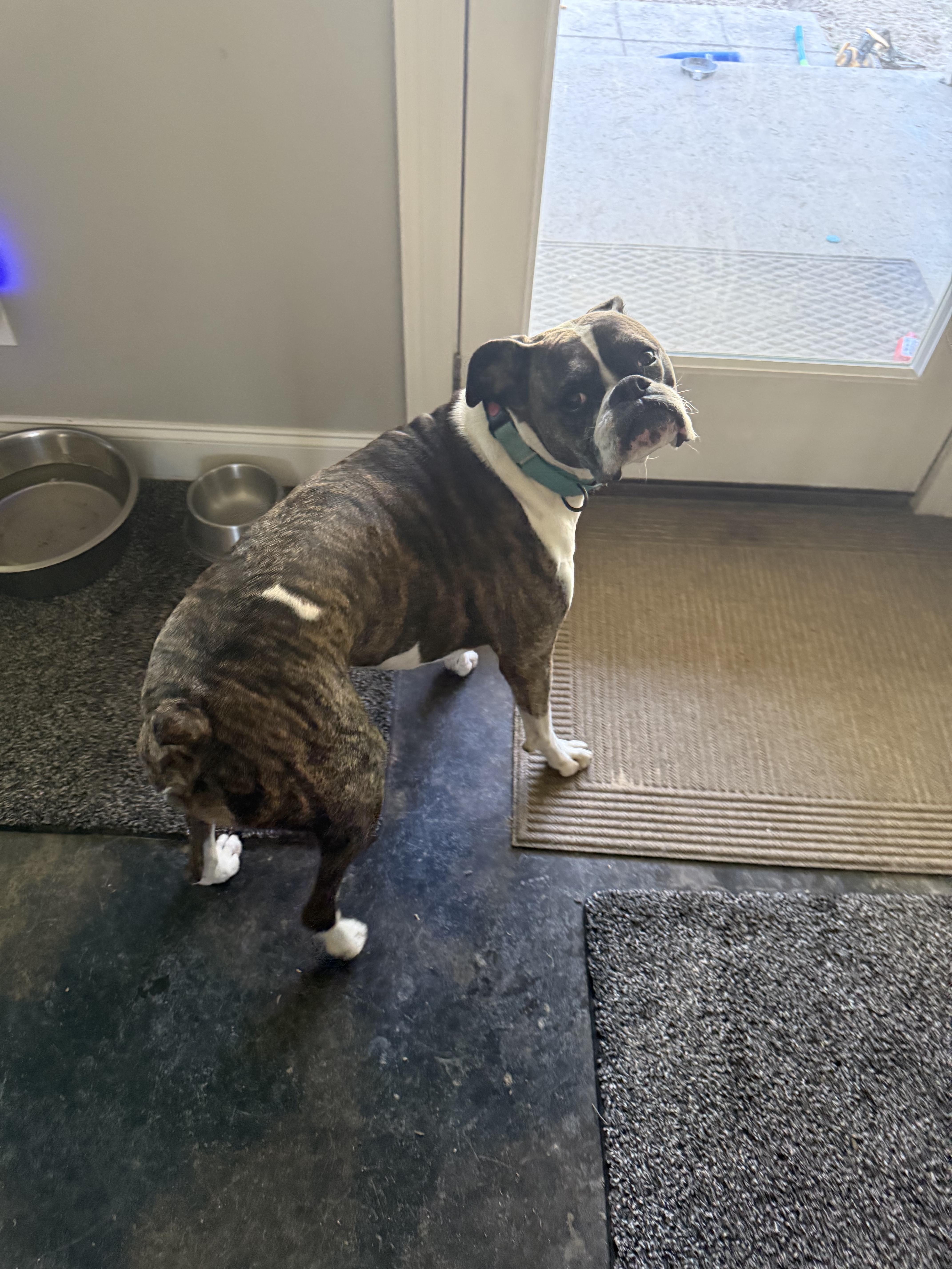 Dixie, adopted, Adult Female Boxer.