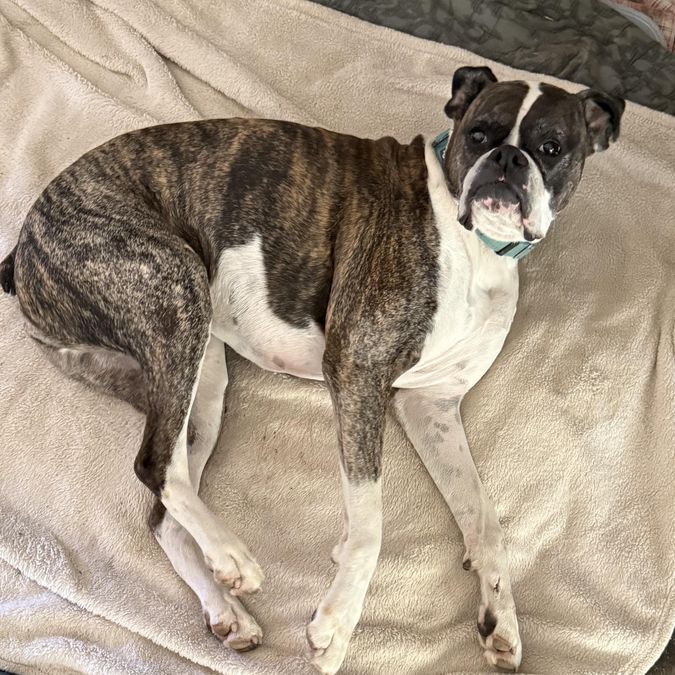 Dixie, an adopted Boxer in metairie, LA image 2/2