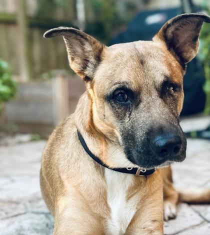 Enlarge Lightning McQueen FOSTER, a Adoptable mixed breed in Houston, TX image 1/3