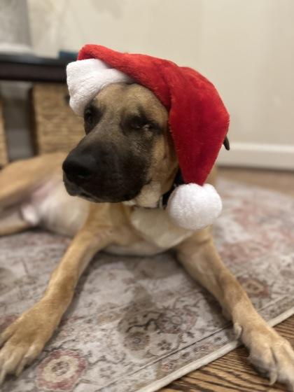 Lightning McQueen FOSTER, Adoptable, Adult Male Shepherd & Mixed Breed.