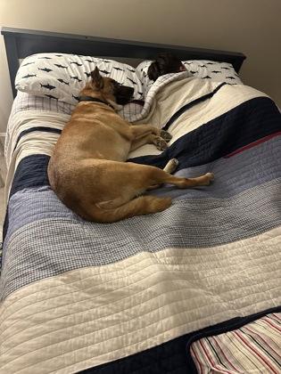 Enlarge Lightning McQueen FOSTER, a Adoptable mixed breed in Houston, TX image 1/2