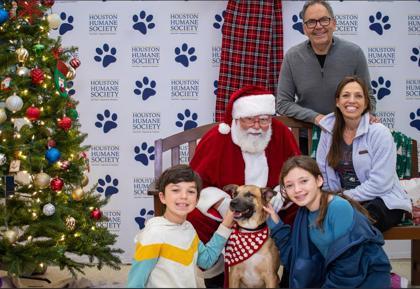 Lightning McQueen FOSTER, Adoptable, Adult Male Shepherd & Mixed Breed.