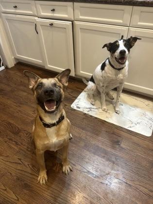 Enlarge Lightning McQueen FOSTER, a Adoptable mixed breed in Houston, TX image 2/2