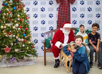 Enlarge Lightning McQueen FOSTER, a Adoptable mixed breed in Houston, TX image 2/3