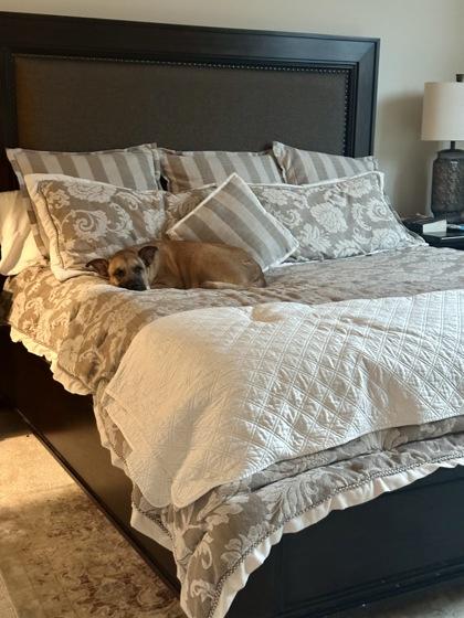 Enlarge Lightning McQueen FOSTER, a Adoptable mixed breed in Houston, TX image 3/3