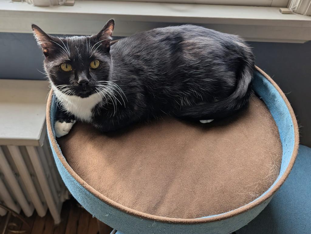 Miss Marvel, Adoptable, Senior Female Domestic Short Hair.