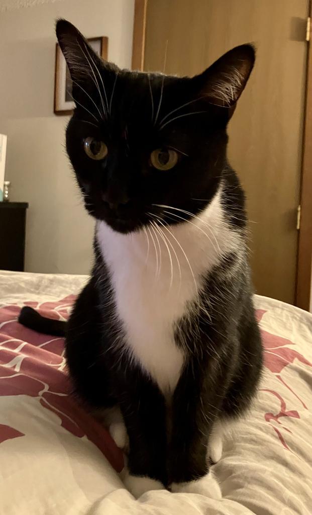 Enlarge Miss Marvel, a Adoptable mixed breed in Saint Paul, MN image 2/6