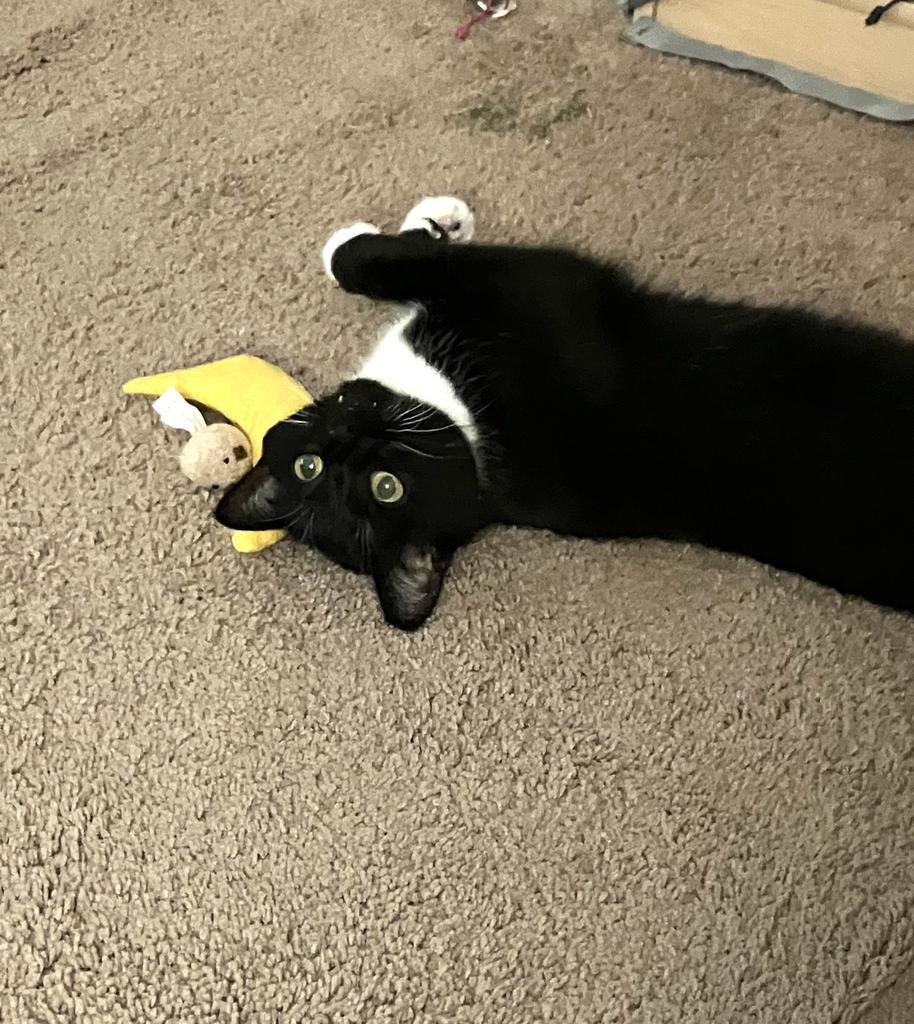 Enlarge Miss Marvel, a Adoptable mixed breed in Saint Paul, MN image 3/6