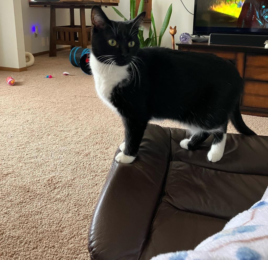 Enlarge Miss Marvel, a Adoptable mixed breed in Saint Paul, MN image 5/6