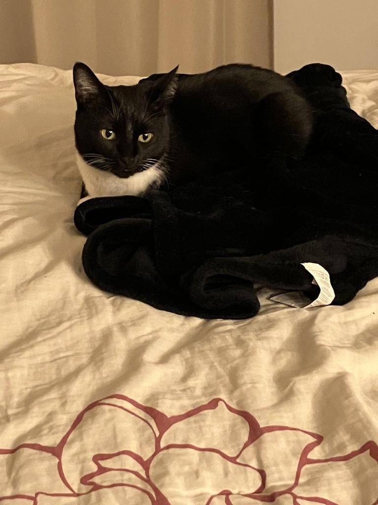 Enlarge Miss Marvel, a Adoptable mixed breed in Saint Paul, MN image 6/6