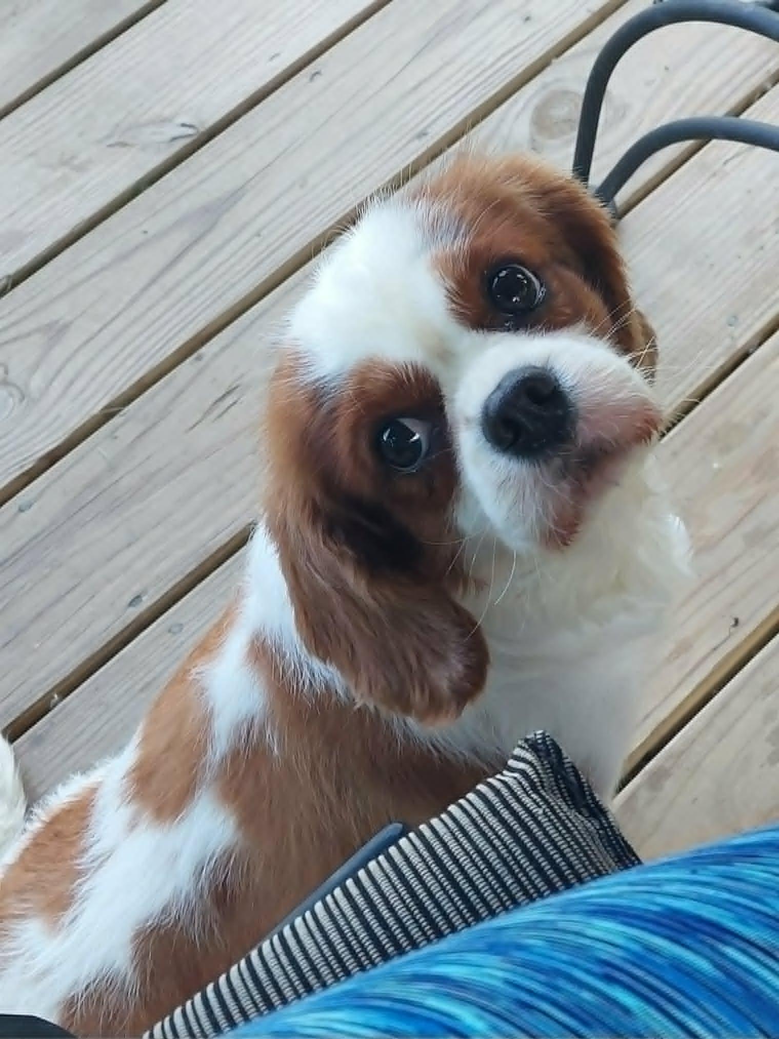 Skittles, a ADOPTABLE Cavalier King Charles Spaniel in Conesus, NY image 1/4