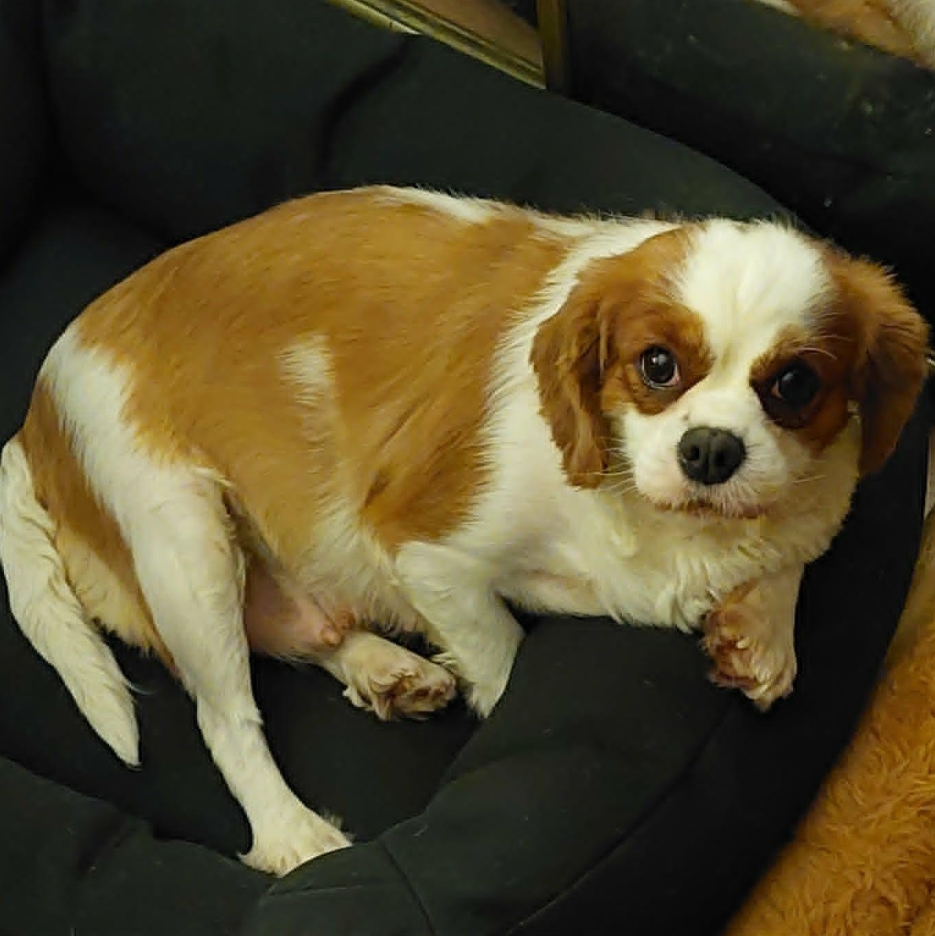 Skittles, a ADOPTABLE Cavalier King Charles Spaniel in Conesus, NY image 3/4