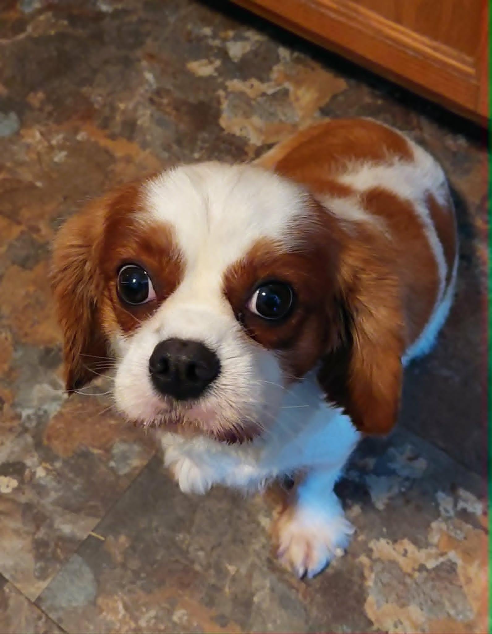 Skittles, a ADOPTABLE Cavalier King Charles Spaniel in Conesus, NY image 2/4