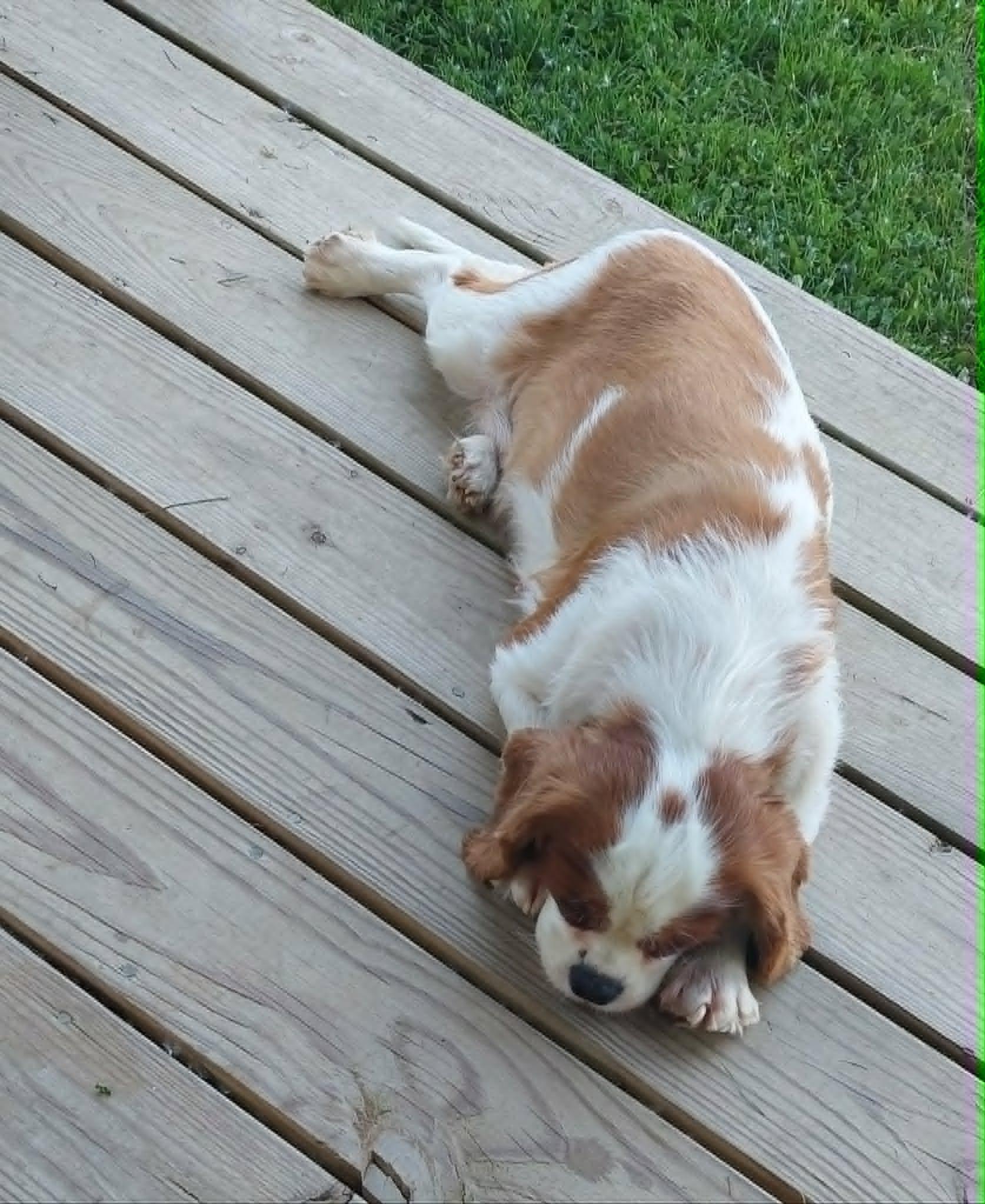 Skittles, a ADOPTABLE Cavalier King Charles Spaniel in Conesus, NY image 4/4