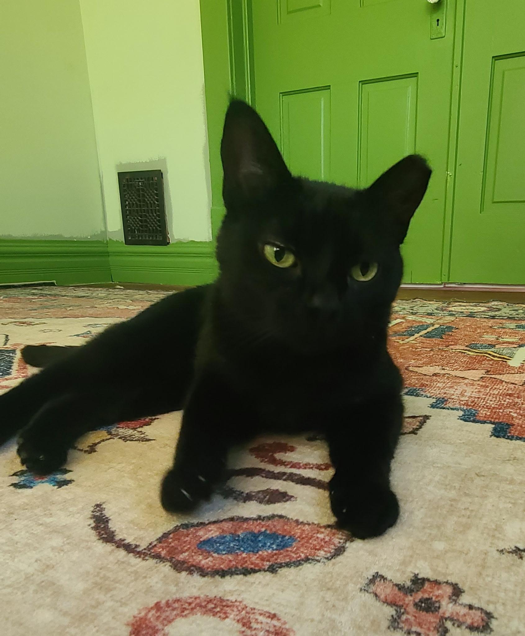 Enlarge Boo, a ADOPTABLE Domestic Short Hair in West Lafayette, IN image 2/5